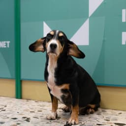Cesare, mascotte di MP Informatica