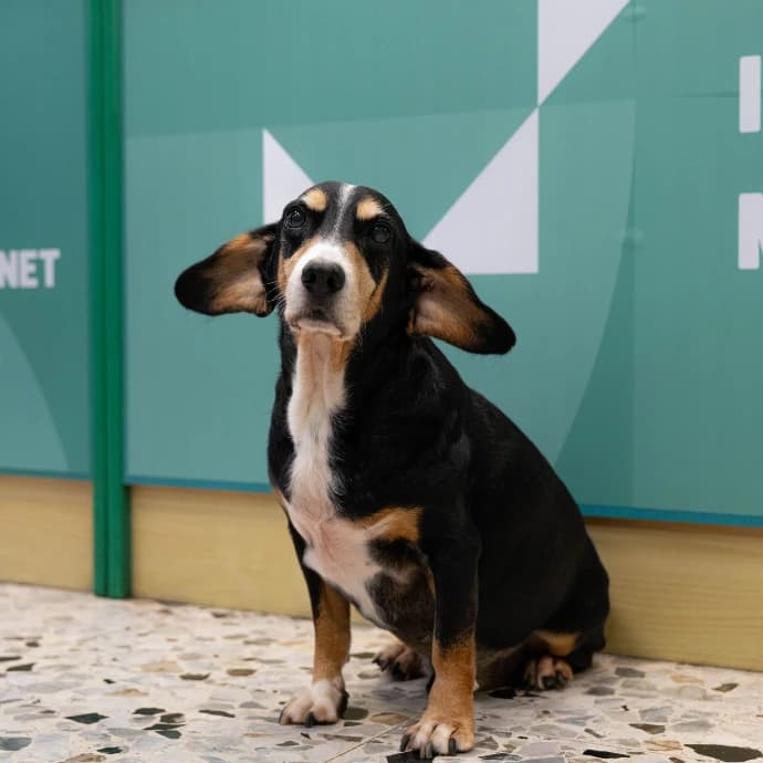 Cesare — Mascotte